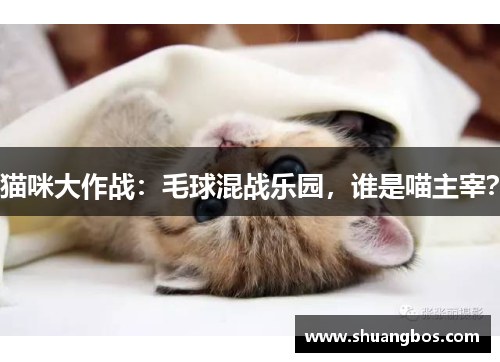 猫咪大作战：毛球混战乐园，谁是喵主宰？